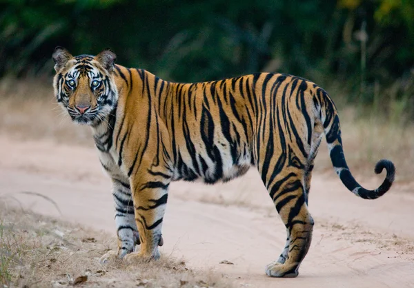 Un tigre salvaje — Foto de Stock