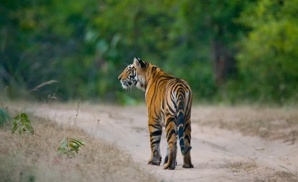 Un tigre salvaje — Foto de Stock