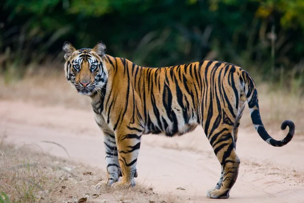 Un tigre salvaje — Foto de Stock