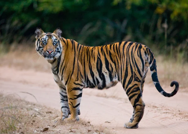 Un tigre salvaje — Foto de Stock