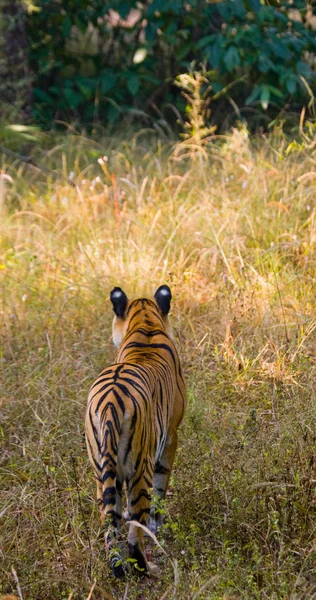 Um tigre selvagem — Fotografia de Stock