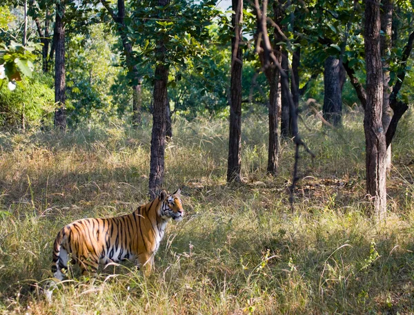 Один дикий тигр — стоковое фото