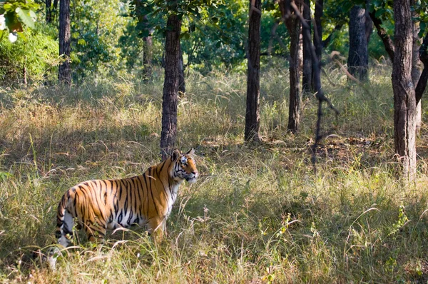 Un tigre salvaje —  Fotos de Stock