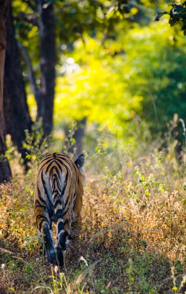 Een wilde tijger — Stockfoto