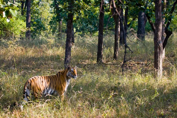 Tigre selvagem deitado relaxante — Fotografia de Stock