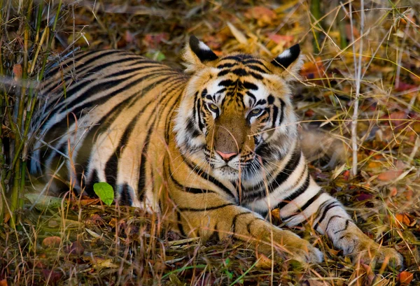 Wilde tijger liggend ontspannen — Stockfoto