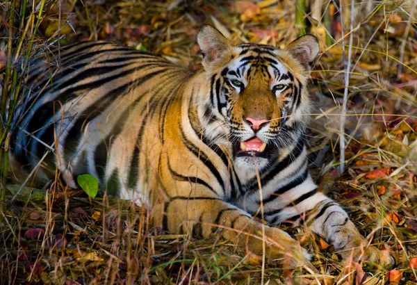 Dziki Tygrys leżący relaksujący — Zdjęcie stockowe