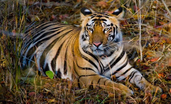 Close up retrato de um tigre — Fotografia de Stock