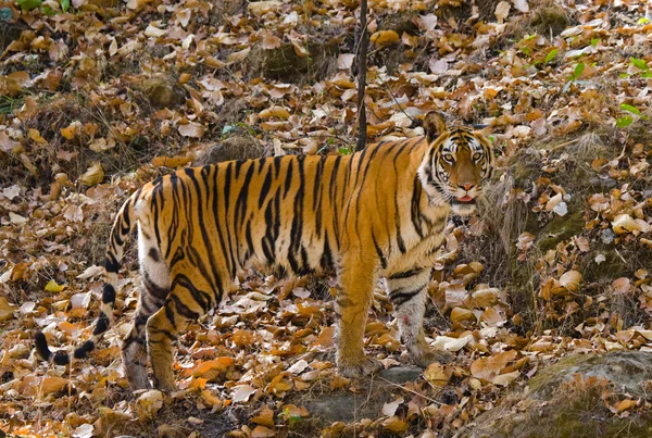 Una tigre selvatica — Foto Stock