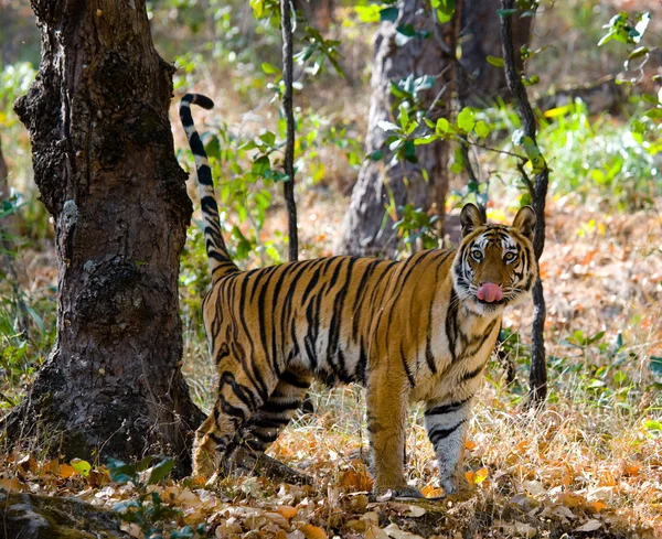 Een wilde tijger — Stockfoto