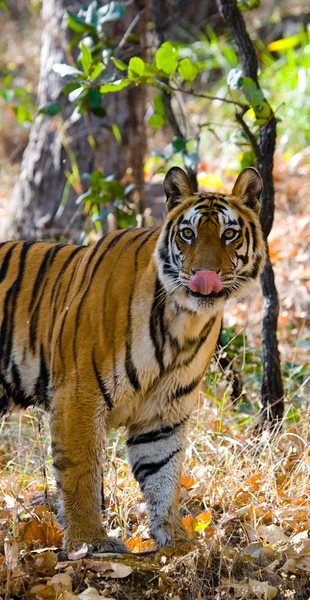 Una tigre selvatica — Foto Stock