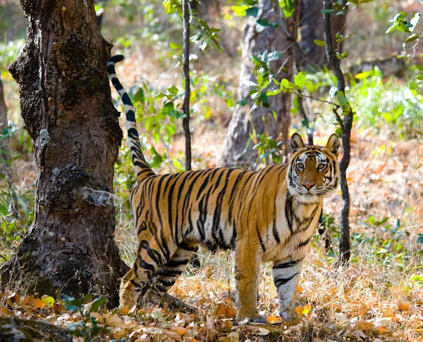 Um tigre selvagem — Fotografia de Stock
