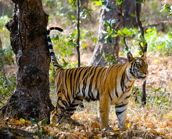 Jednego dzikiego tygrysa — Zdjęcie stockowe