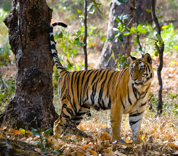 Una tigre selvatica — Foto Stock