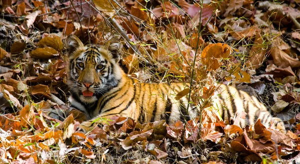 Tigre selvatica del bambino — Foto Stock