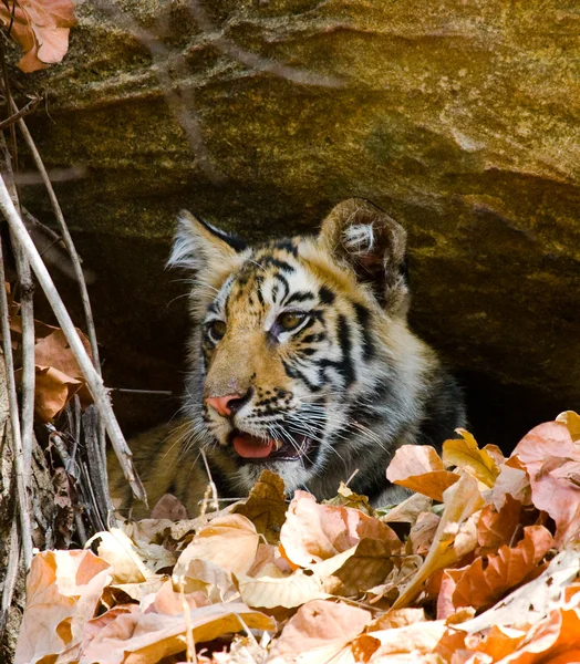 Närbild porträtt av en tiger — Stockfoto