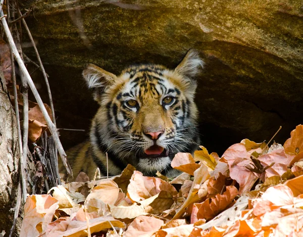 Nahaufnahme Porträt eines Tigers — Stockfoto