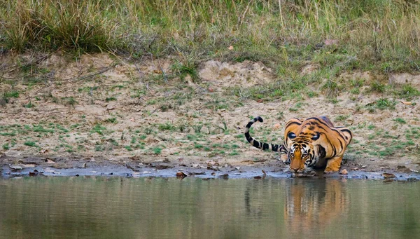 Wild Tiger on watering — Stock Photo, Image