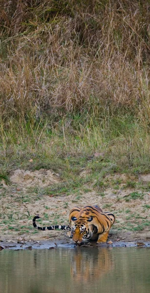 Tigre selvagem em rega — Fotografia de Stock