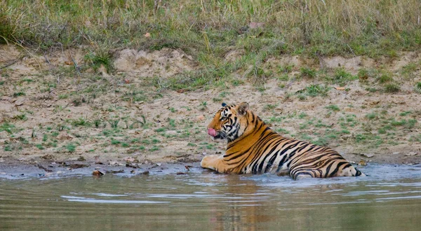 Tiger relaxed in water — Stock Photo, Image