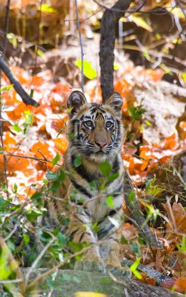 Tigre selvatica del bambino — Foto Stock