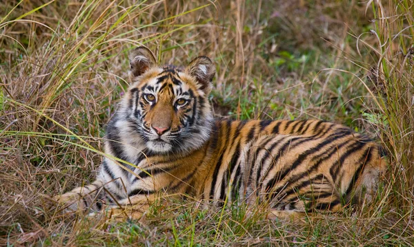 Bebé salvaje tigre — Foto de Stock