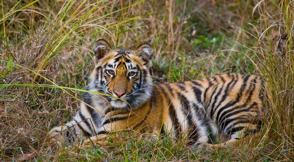 Дикого тигра дитини — стокове фото