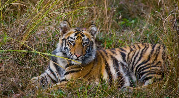 Bebé salvaje tigre —  Fotos de Stock