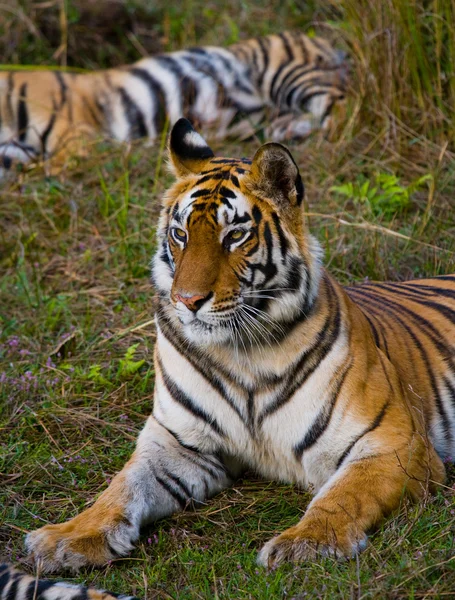 Close up retrato de um tigre — Fotografia de Stock