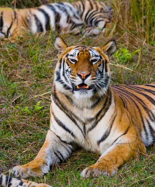 Primer plano retrato de un tigre —  Fotos de Stock