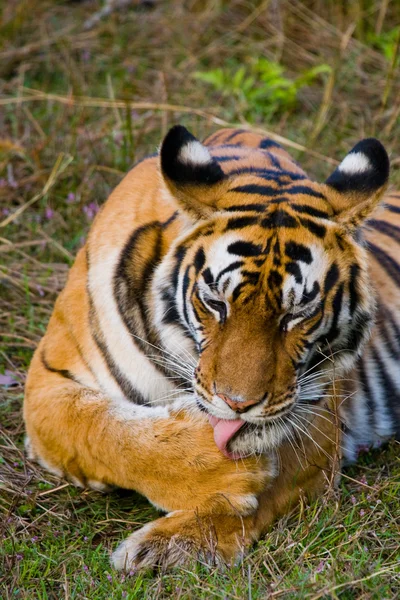 Close up retrato de um tigre — Fotografia de Stock