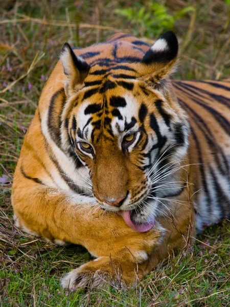 Close up  Portrait of a tiger — Stock Photo, Image