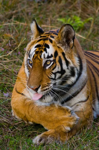 Primer plano retrato de un tigre —  Fotos de Stock