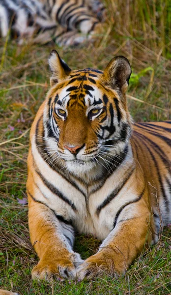 Close up retrato de um tigre — Fotografia de Stock