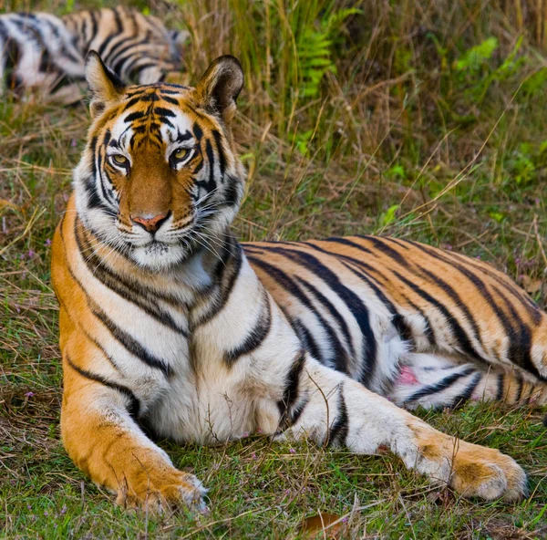 Tigre salvaje acostado relajado — Foto de Stock