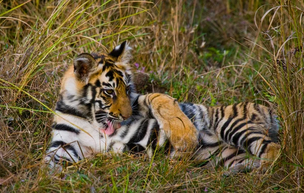 Baby Wild Tiger — Stock Photo, Image