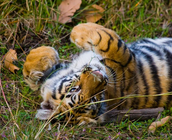 Дикие тигры лежат на зеленой траве — стоковое фото