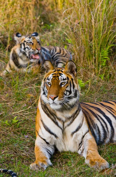 Tigres salvajes tumbados sobre hierba — Foto de Stock