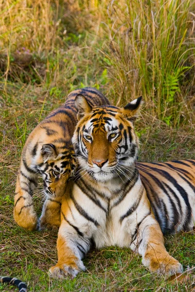 Filhote e mãe tigre — Fotografia de Stock