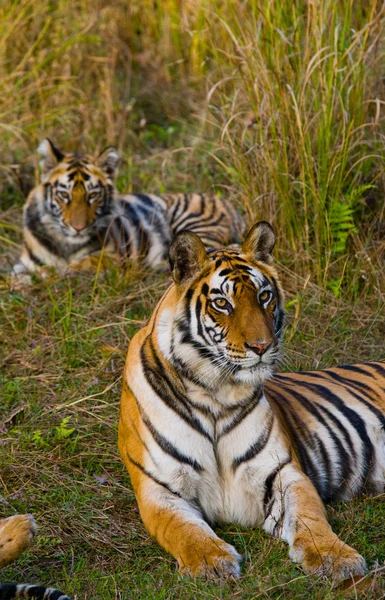 Дикие тигры лежат на траве — стоковое фото