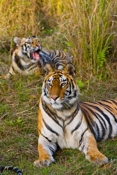 Tigres selvagens deitados na grama — Fotografia de Stock