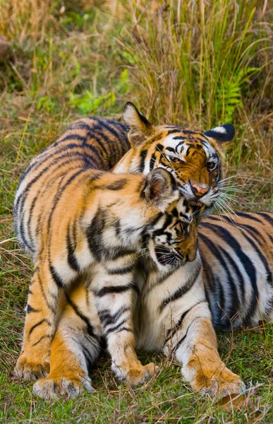 Куб и мать-тигр — стоковое фото