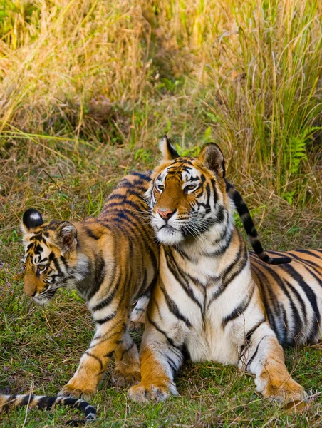 Куб и мать-тигр — стоковое фото