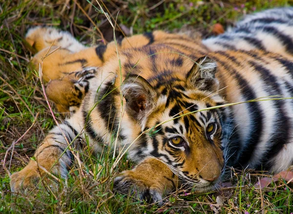 草の上に横になっている野生のトラ — ストック写真