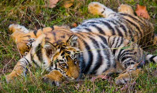Wild Tigers lying on grass — Stock Photo, Image