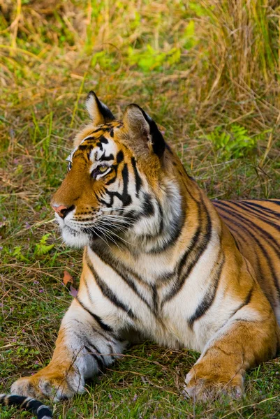 Nahaufnahme Porträt eines Tigers — Stockfoto