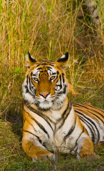 Primer plano retrato de un tigre —  Fotos de Stock