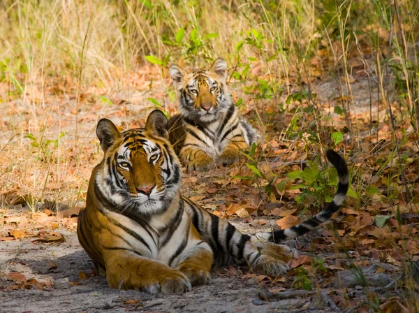 Tigres selvagens deitados na grama — Fotografia de Stock