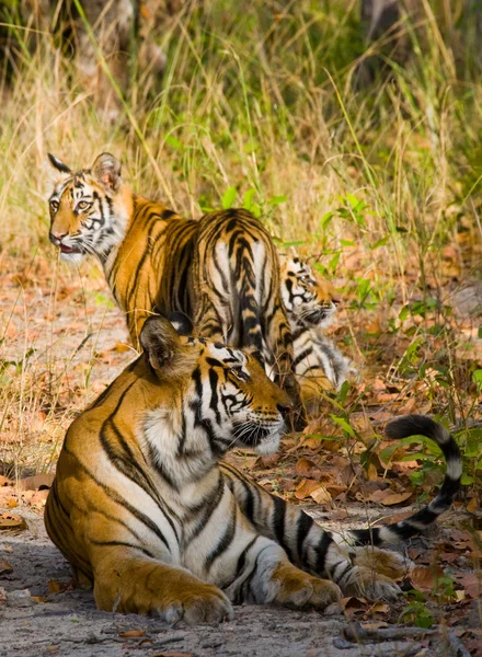 Tigres salvajes tumbados sobre hierba —  Fotos de Stock