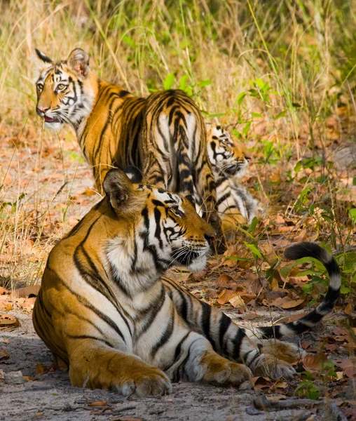 Tigres selvagens deitados na grama — Fotografia de Stock